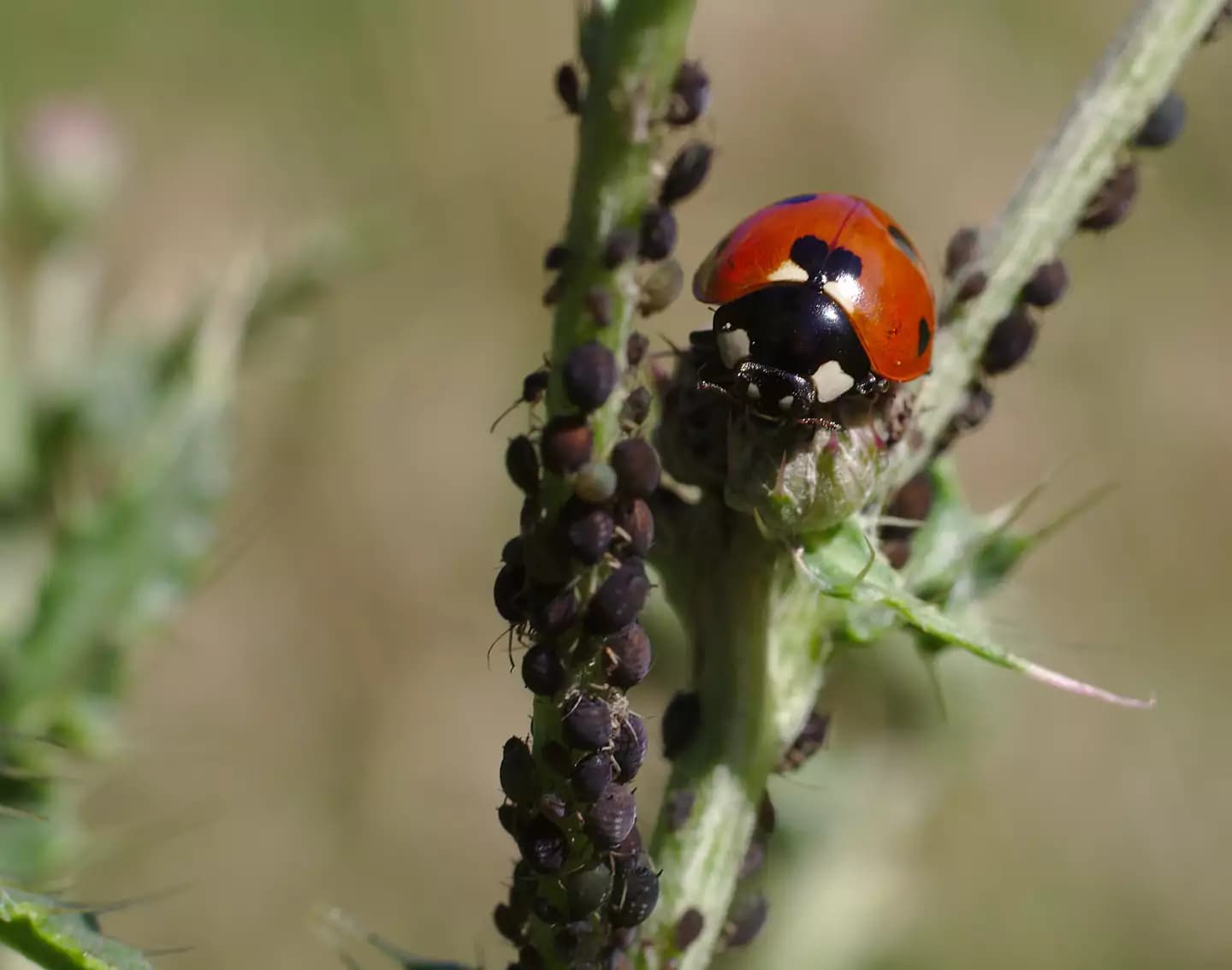 Seven-spot ladybird on a thistle stem covered in aphids
