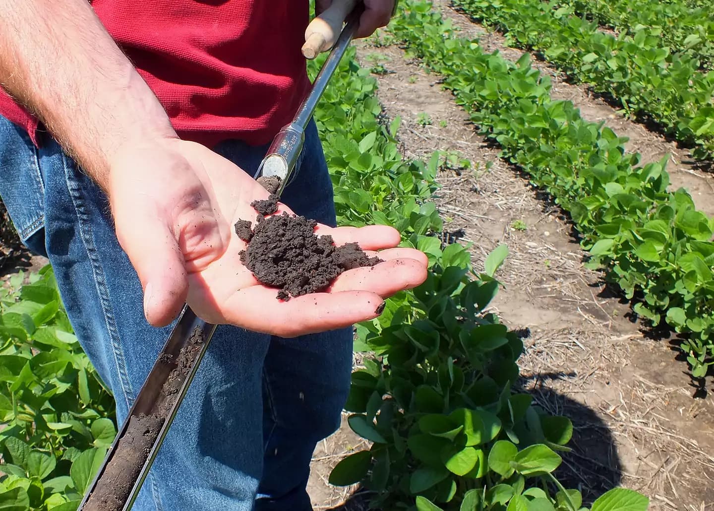 Hand holding dark crumbly soil beside rows of young soybean plants