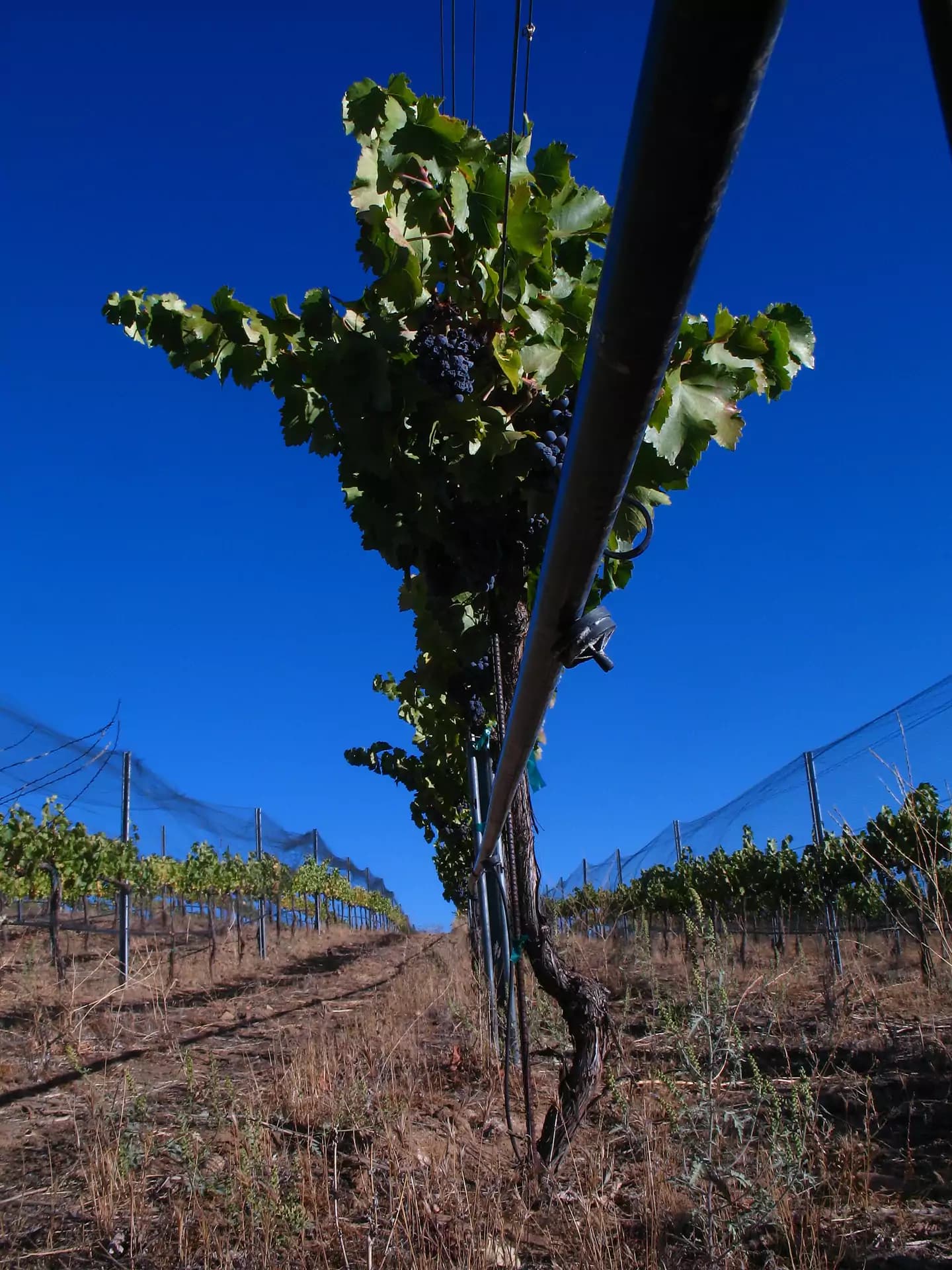 Drip irrigation line running along a row of vines