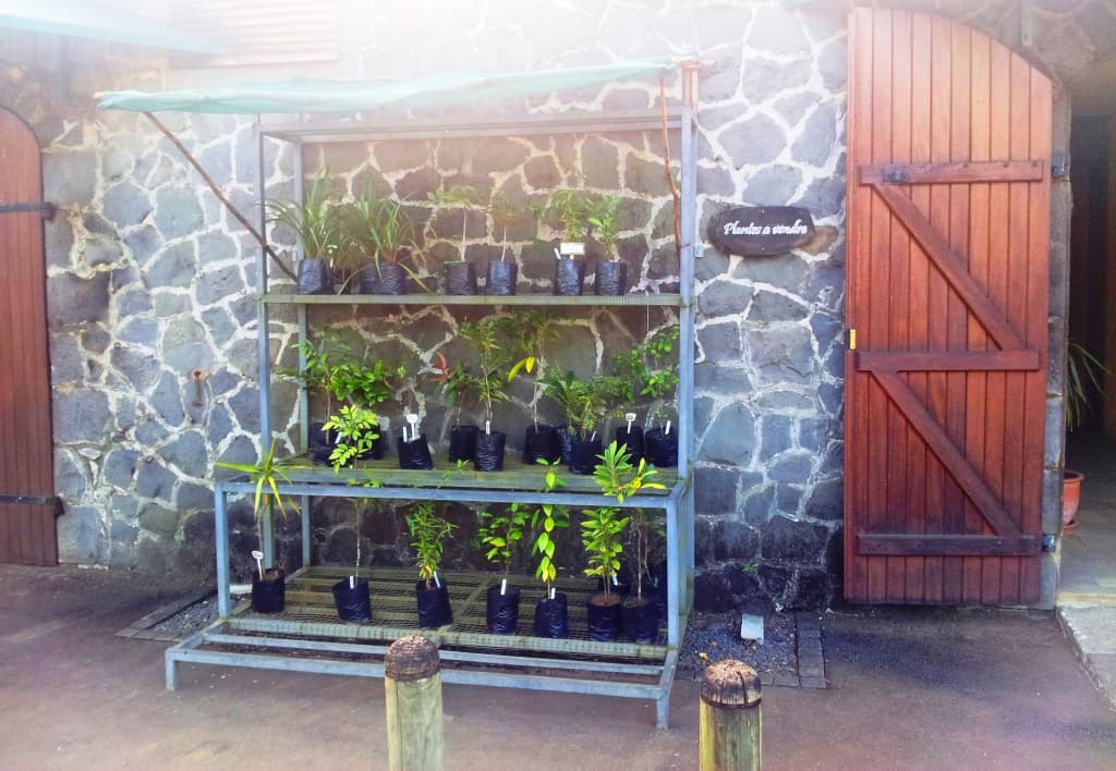 Mauritian Endemic-Plant Landscaping Service